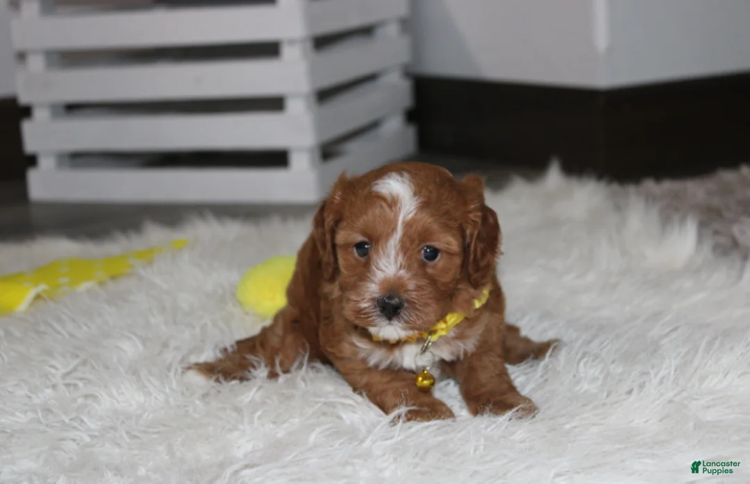 Cockapoo dogs for sale: Freddy  - Ad 2