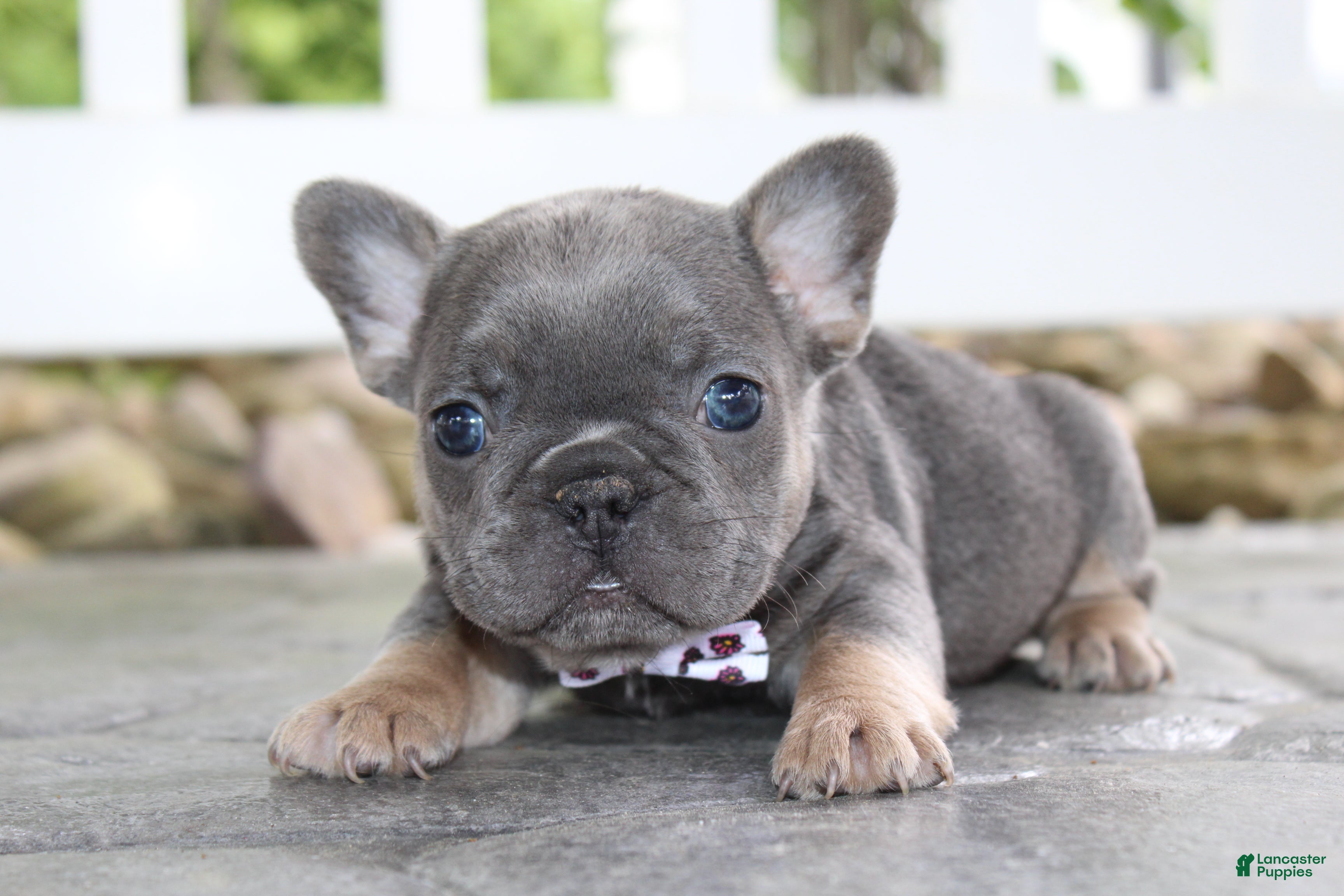 French Bulldog dogs for sale: AKC Zoe - Ad 3