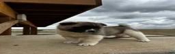 Akita dogs for sale: Bentley – Female - Ad 1