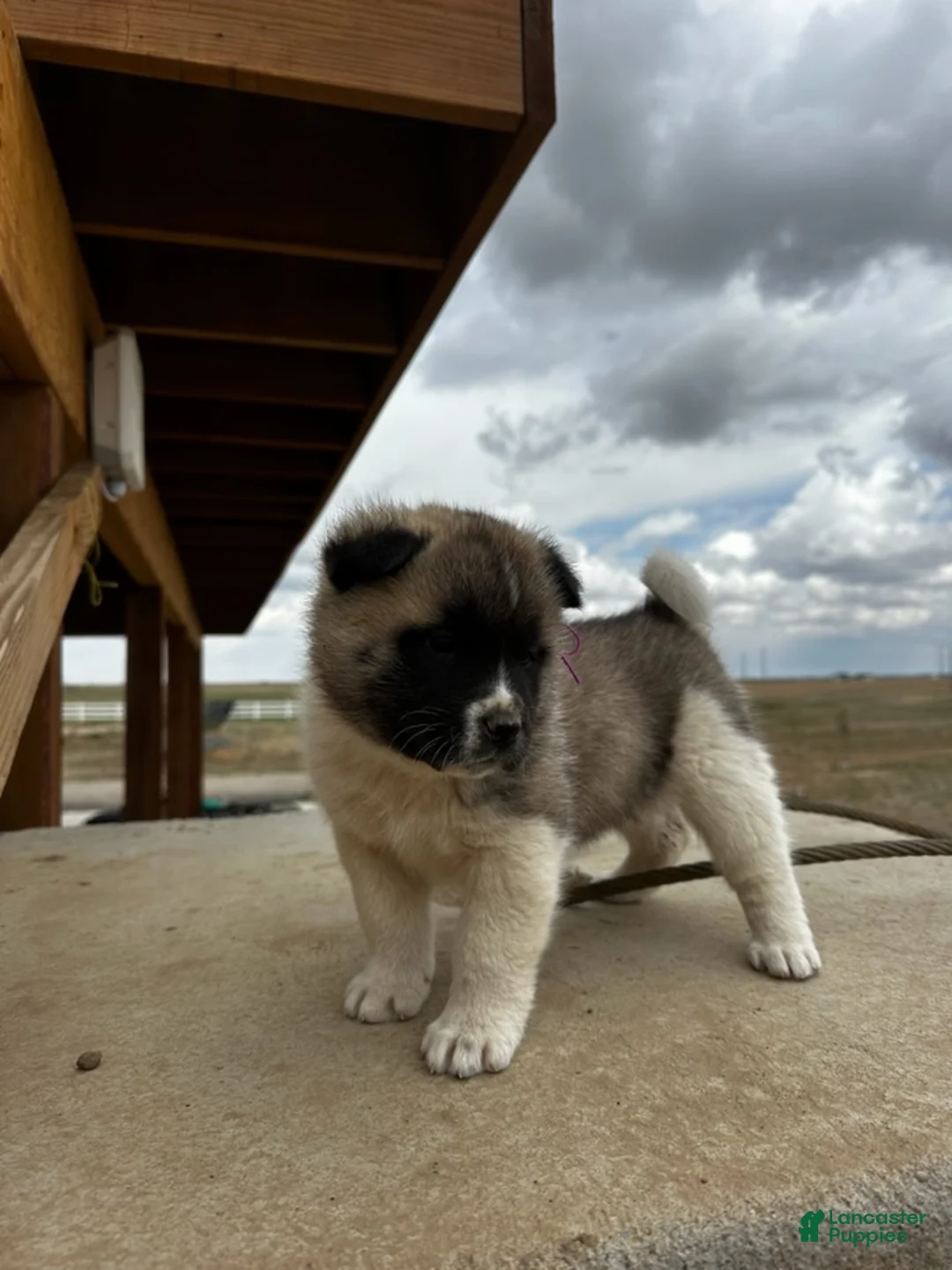 Akita dogs for sale: Bentley – Female - Ad 1