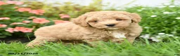 Toy Poodle dogs for sale: Chewy - Ad 2