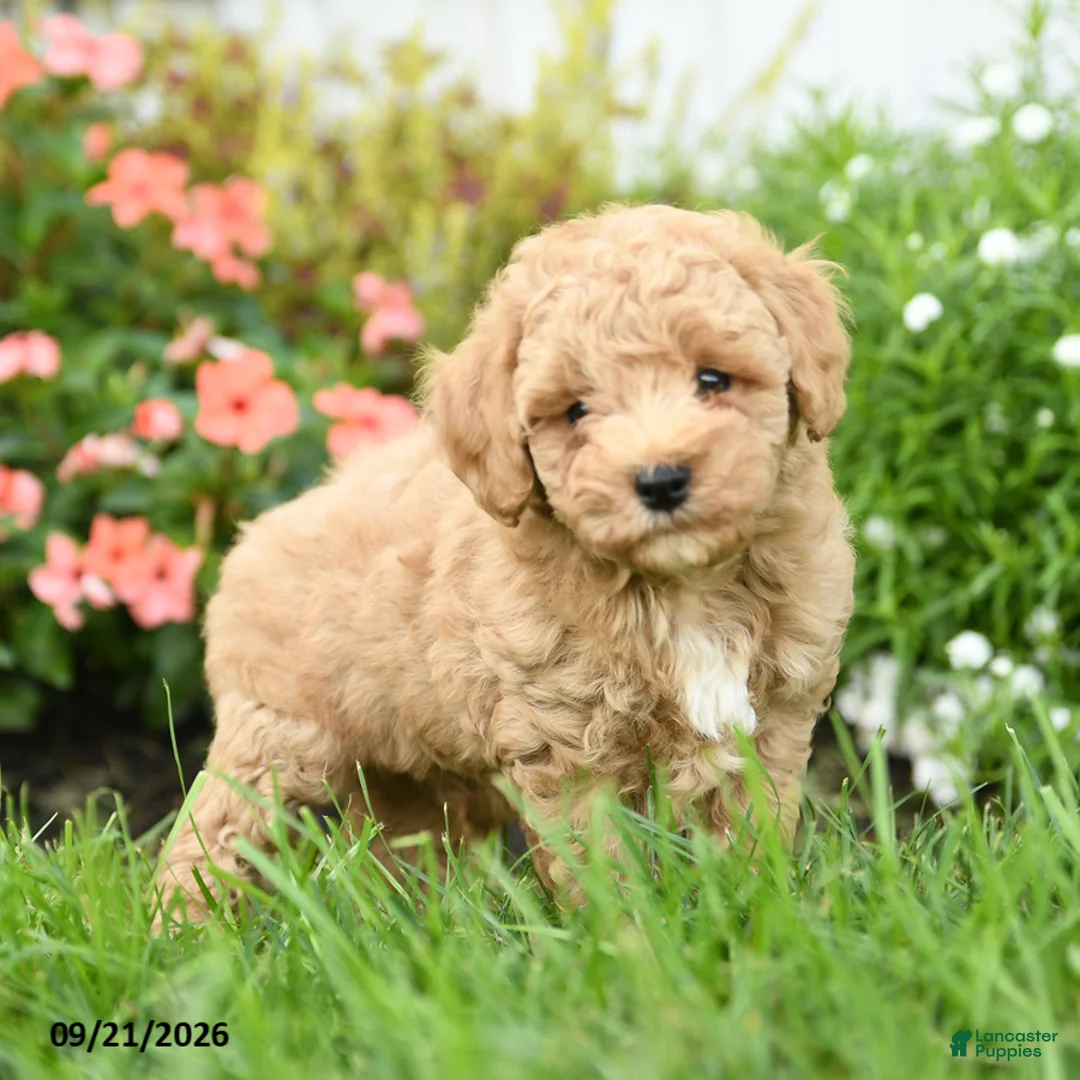 Toy Poodle dogs for sale: Chewy - Ad 2