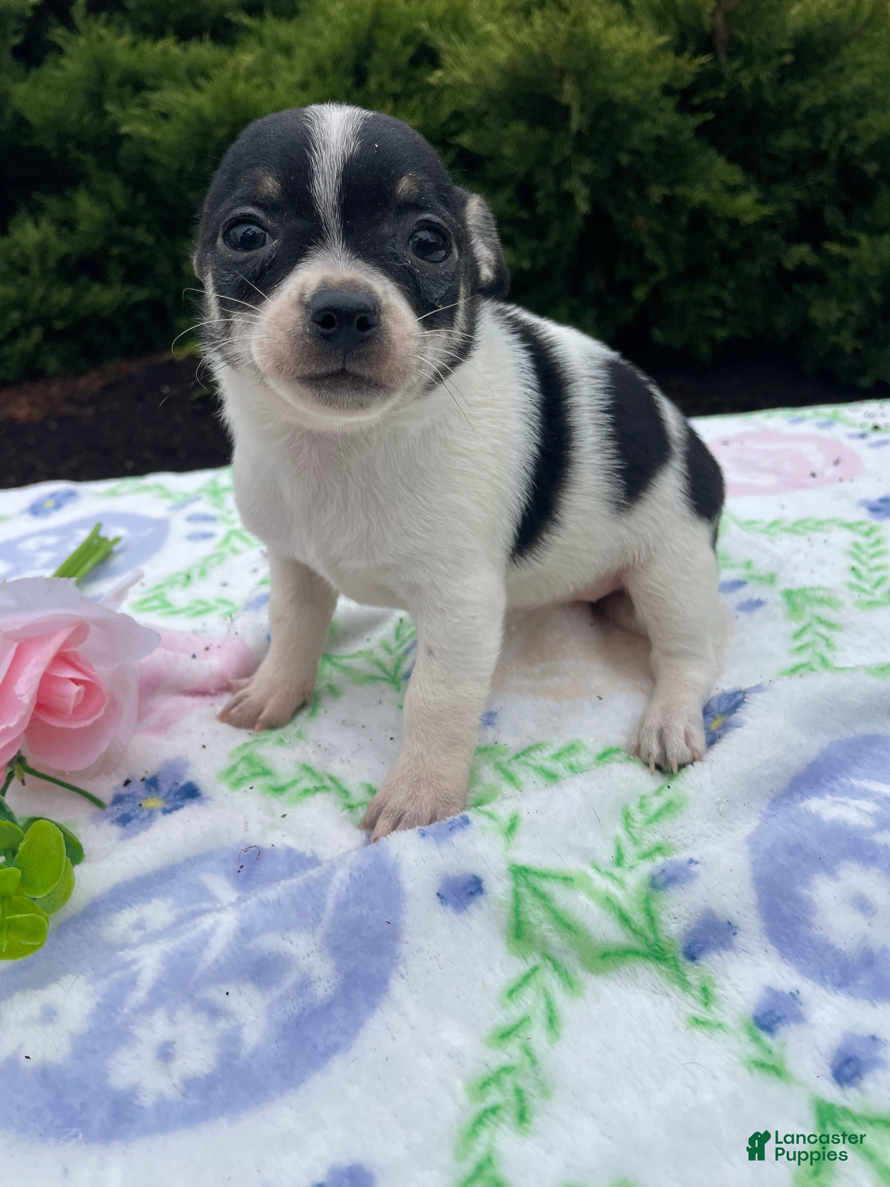 Chihuahua dogs Buttercup - Ad 39