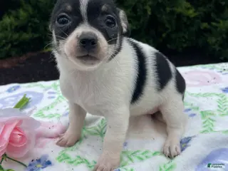 Chihuahua dogs Buttercup - Ad 39