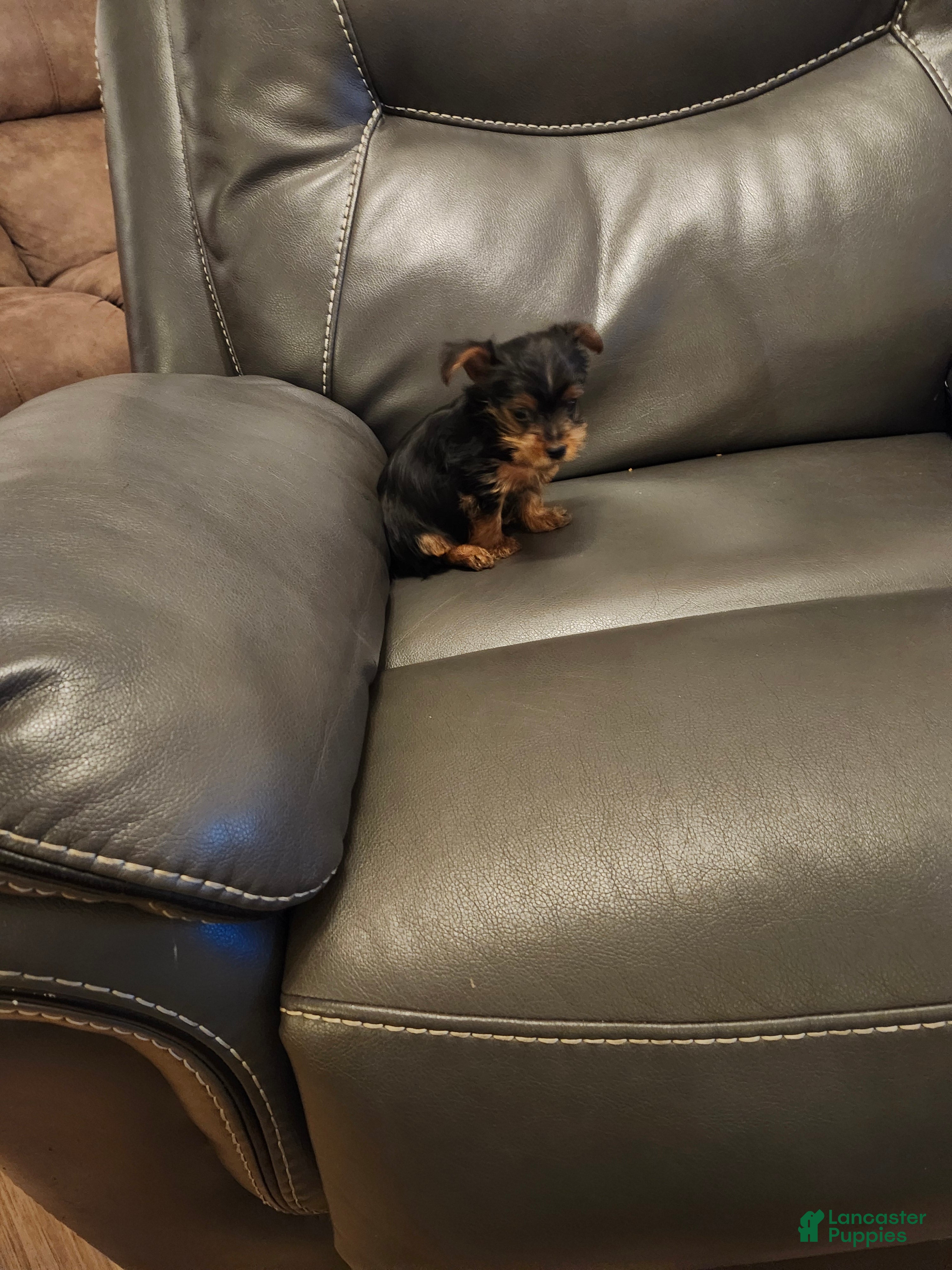 Yorkshire Terrier dogs Yorkshire Terrier Puppy 1 - Ad 9