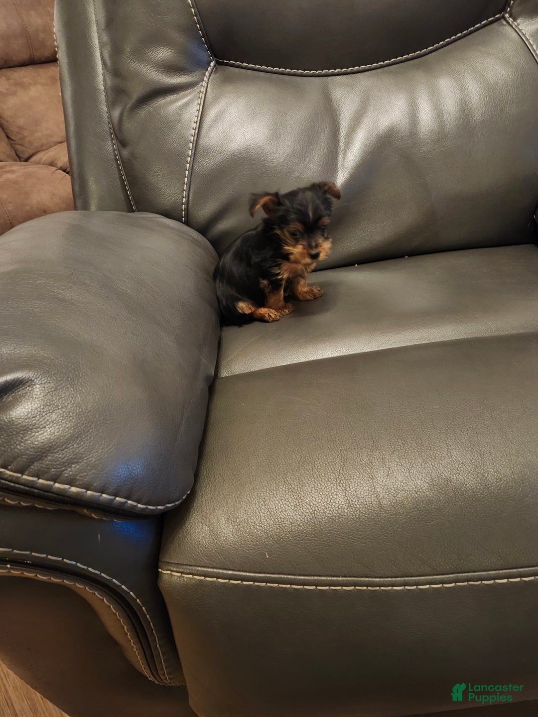 Yorkshire Terrier dogs for sale: Yorkshire Terrier Puppy 1 - Ad 1