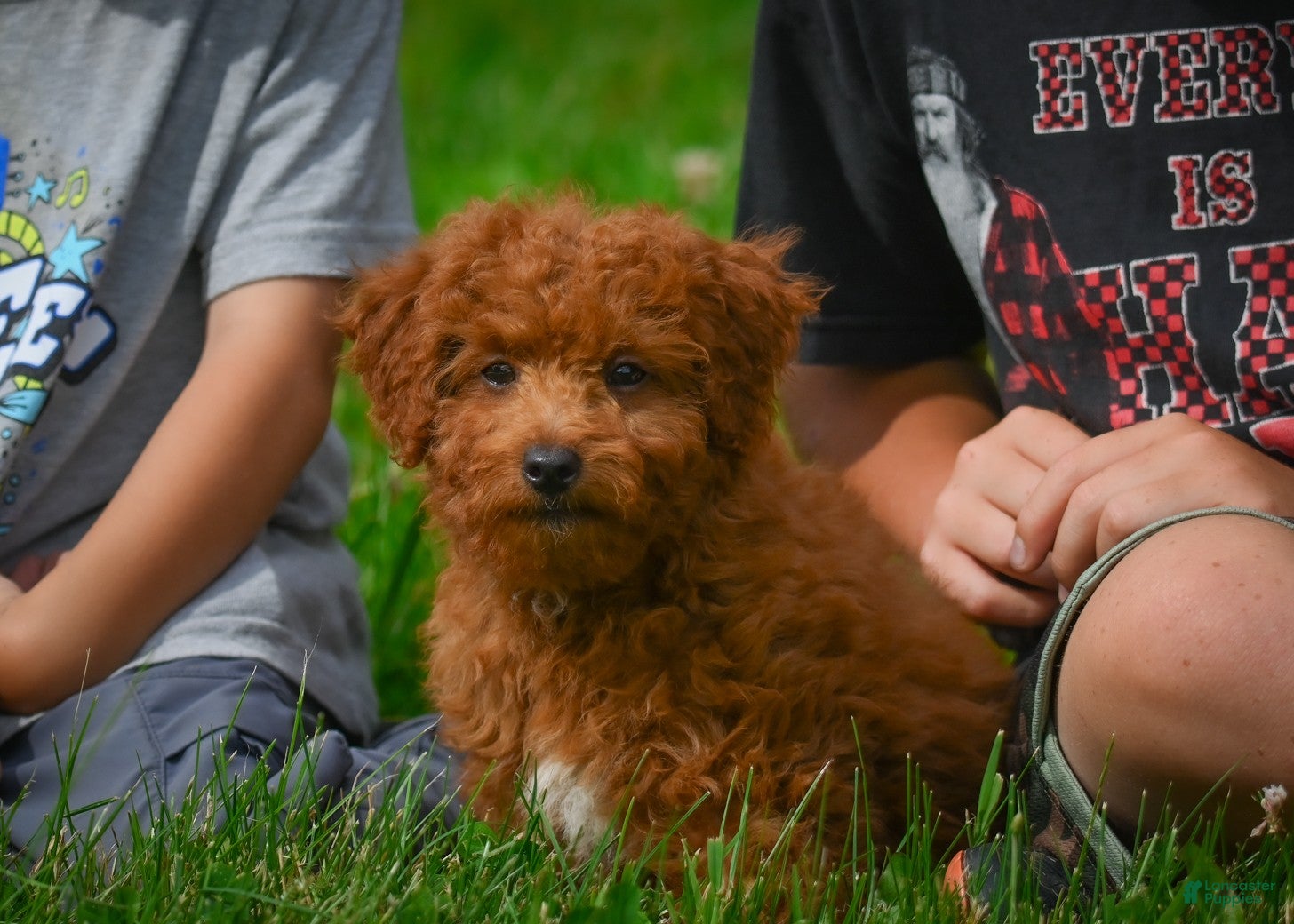 Mini Goldendoodle dogs Hazel - Ad 2