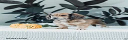 Miniature Dachshund dogs for sale: Broden - Ad 5