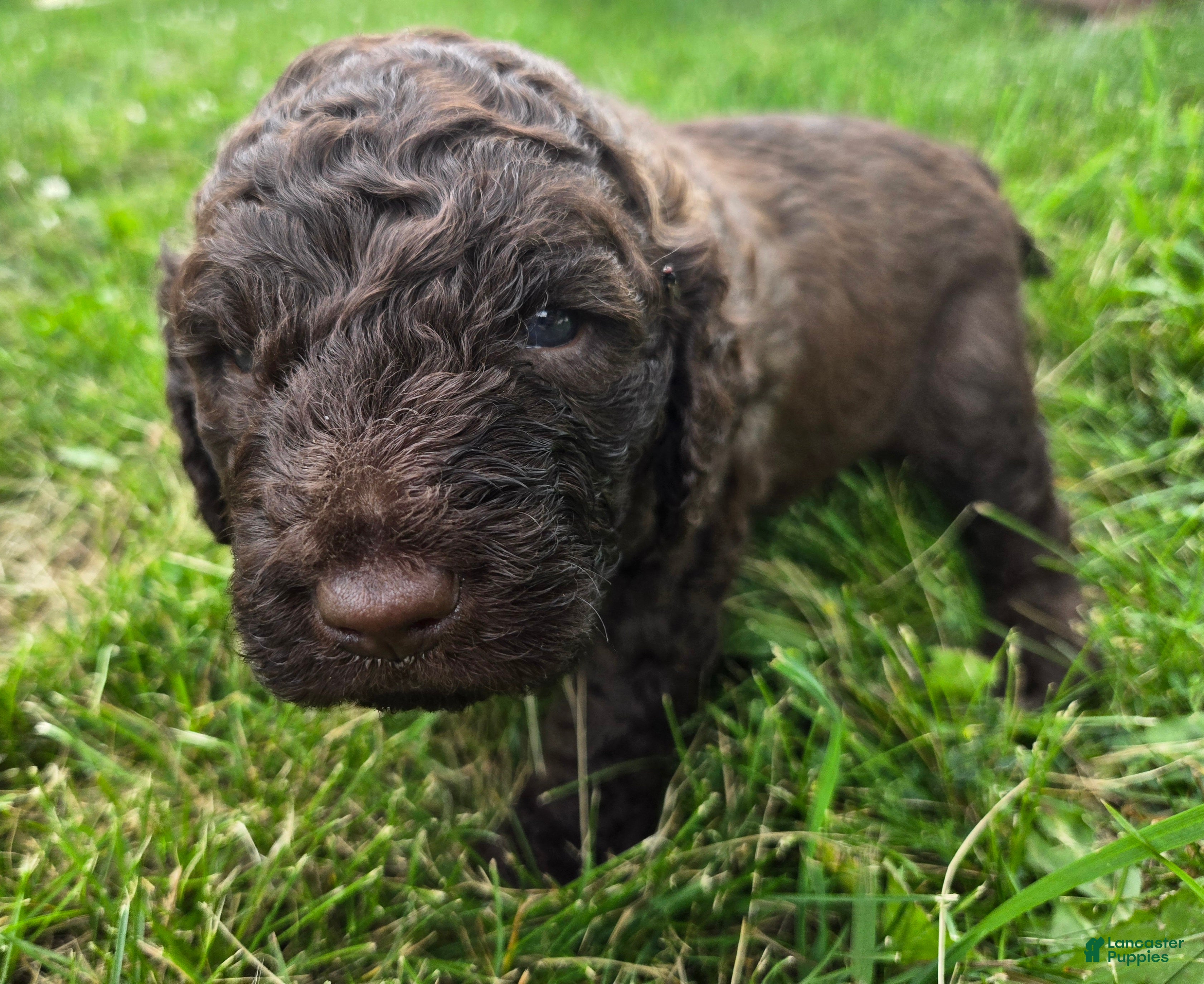 Newfypoo dogs Dr. Pepper - Ad 3