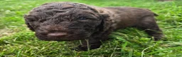 Newfypoo dogs for sale: Dr. Pepper - Ad 3