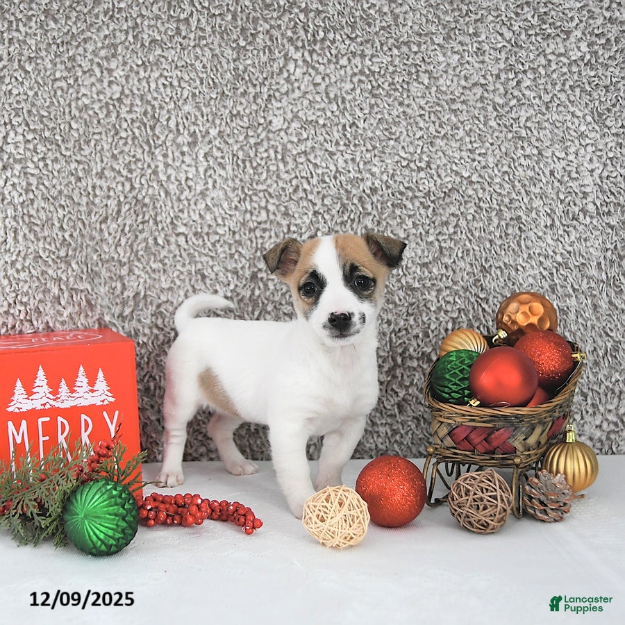 Jack Russell Terrier dogs Mikki - Ad 12