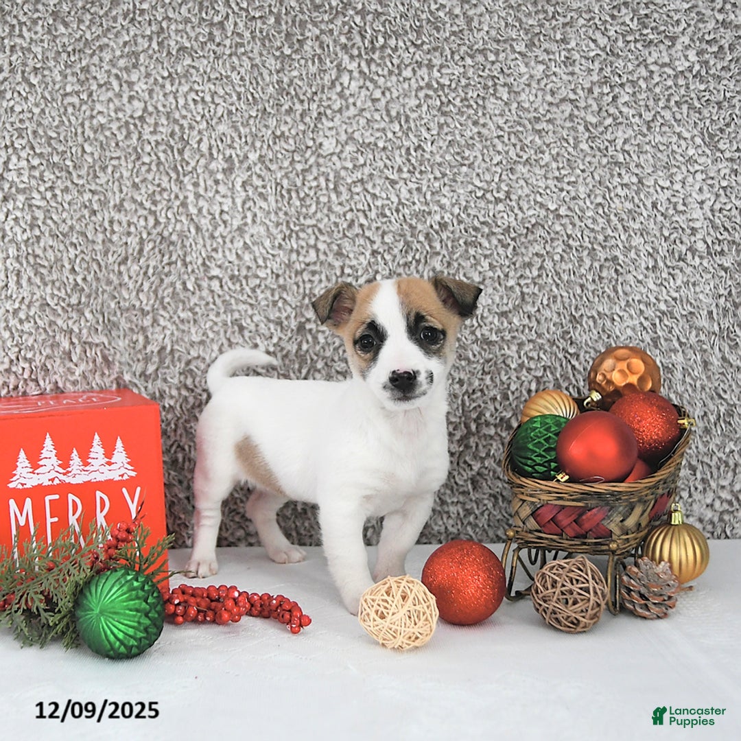 Jack Russell Terrier dogs for sale: Mikki - Ad 1