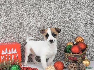 Jack Russell Terrier dogs Mikki - Ad 21