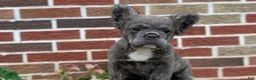 French Bulldog dogs for sale: Elle - Ad 5