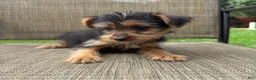 Yorkshire Terrier dogs for sale: Carl - Ad 10