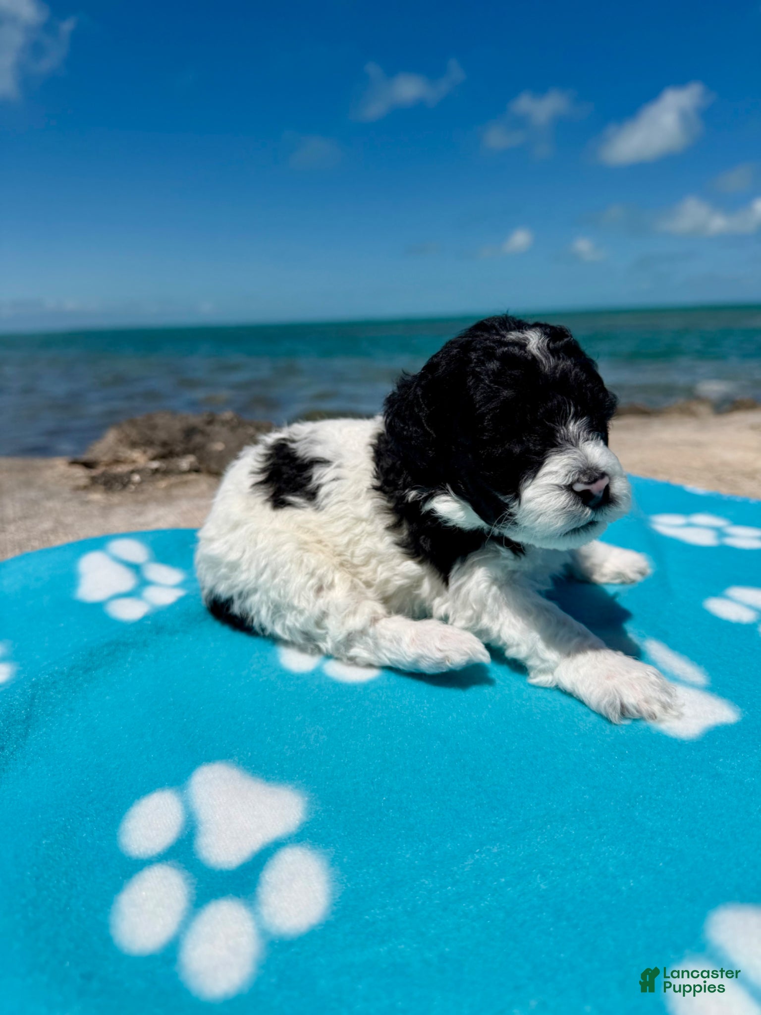 Miniature Poodle dogs Miniature Poodle Pink - Ad 2
