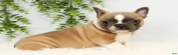 Frenchton dogs for sale: Bentley - Ad 5