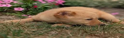 Golden Retriever dogs for sale: Costello - Ad 3