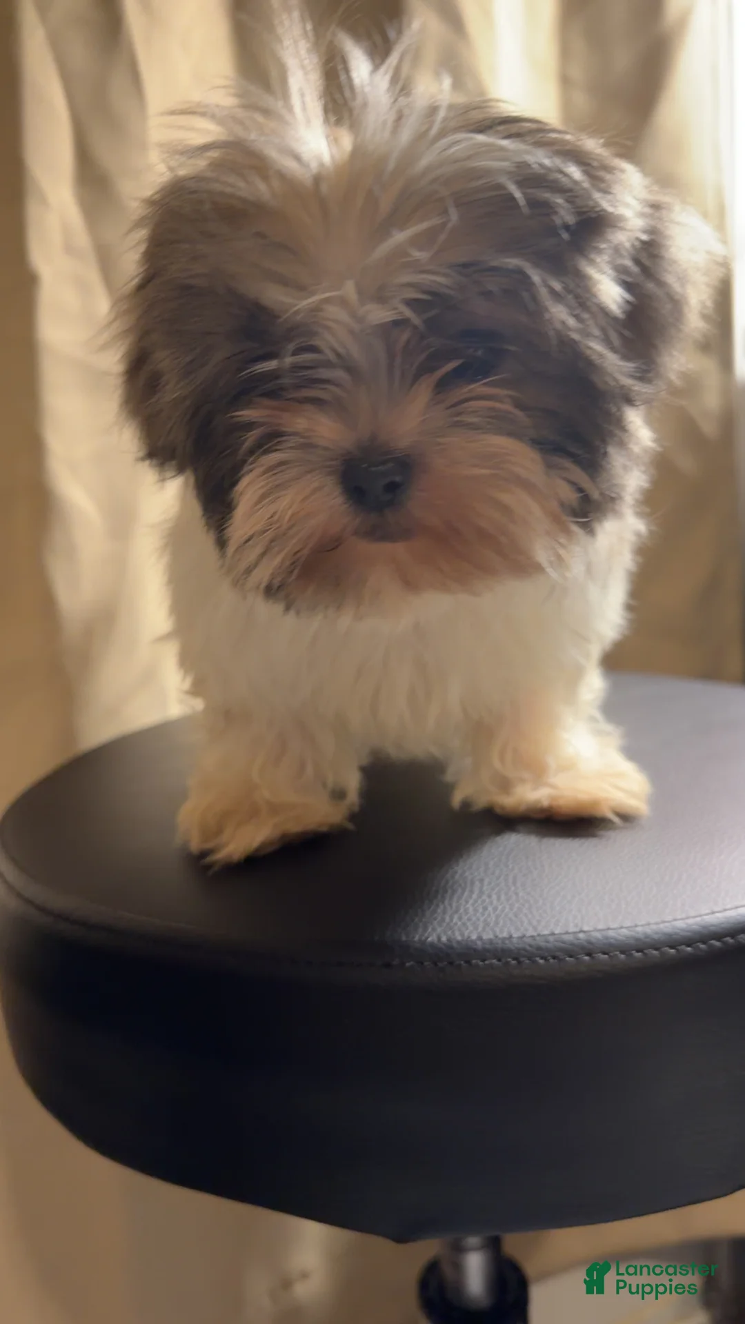 Shih Tzu dogs for sale: Shih Tzu Roscoe - Ad 1