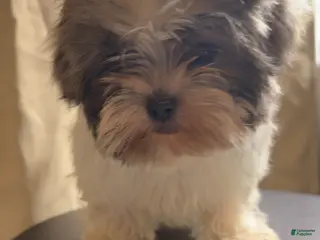 Shih Tzu dogs Shih Tzu Roscoe - Ad 13