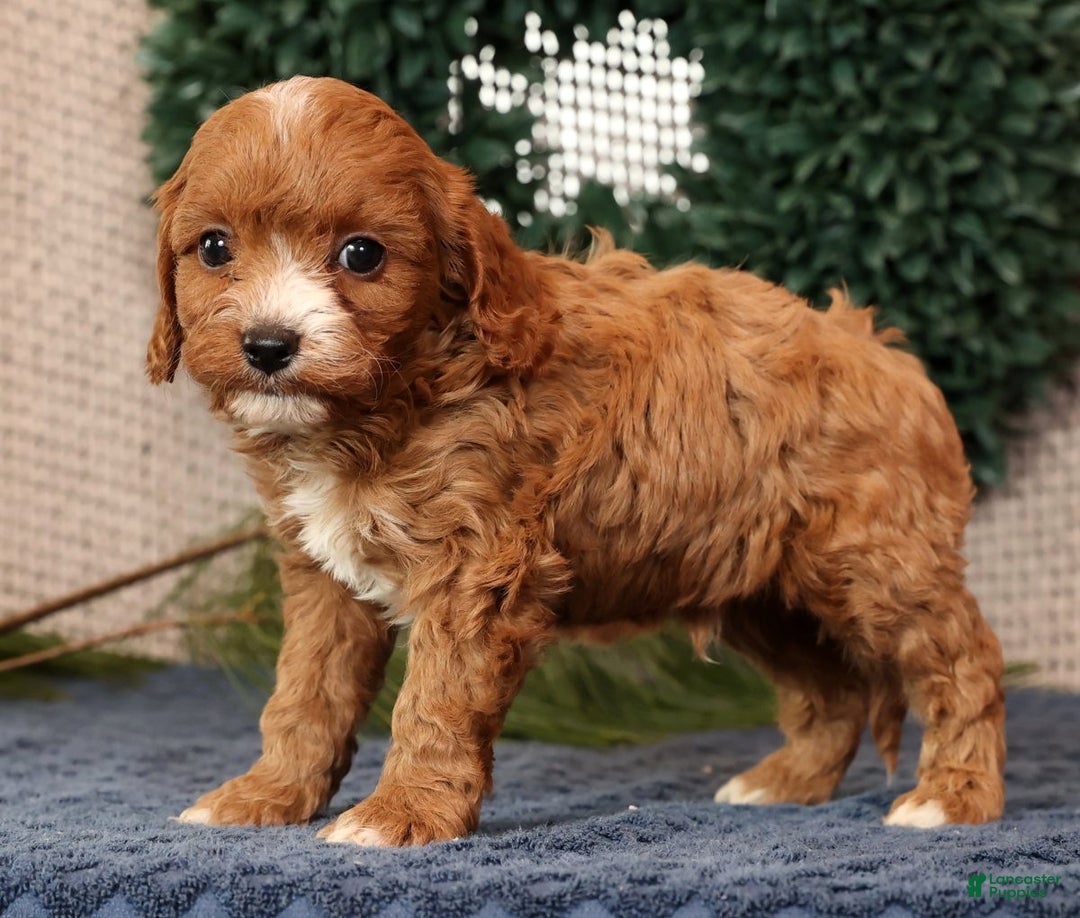 Cavapoo dogs for sale: Lucas - Ad 3