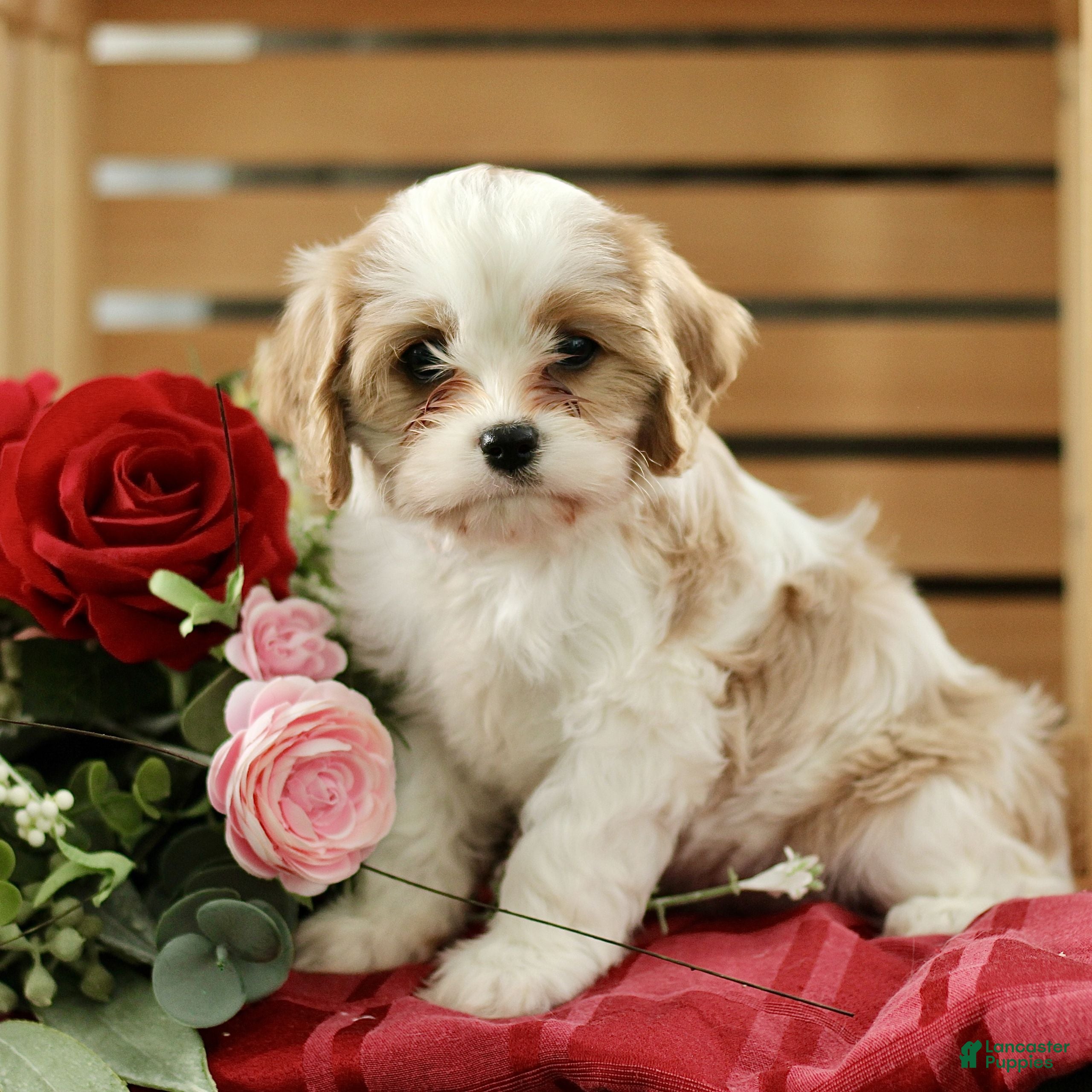 Cavachon dogs Amber  - Ad 2