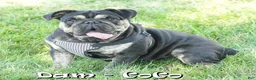 English Bulldog dogs for sale: Dozer - Ad 10