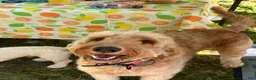 Irish Doodle dogs for sale: Rusty  - Ad 7