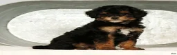 Miniature Poodle dogs for sale: Pepper - Ad 6