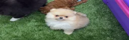 Pomeranian dogs for sale: Pomeranian regalo - Ad 2
