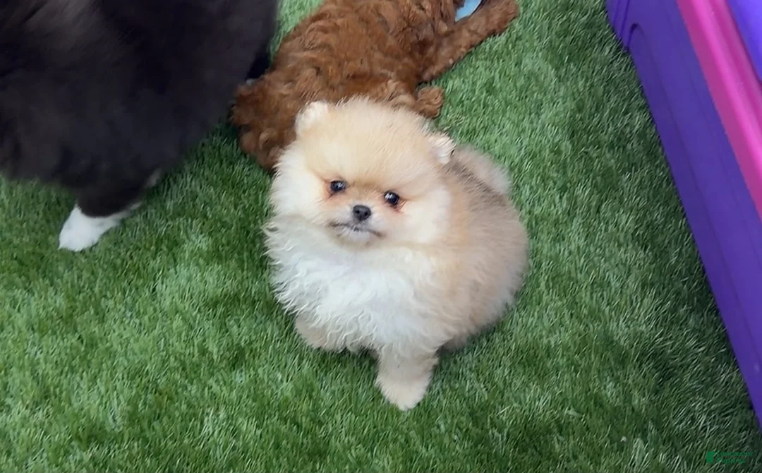Pomeranian dogs for sale: Pomeranian regalo - Ad 2