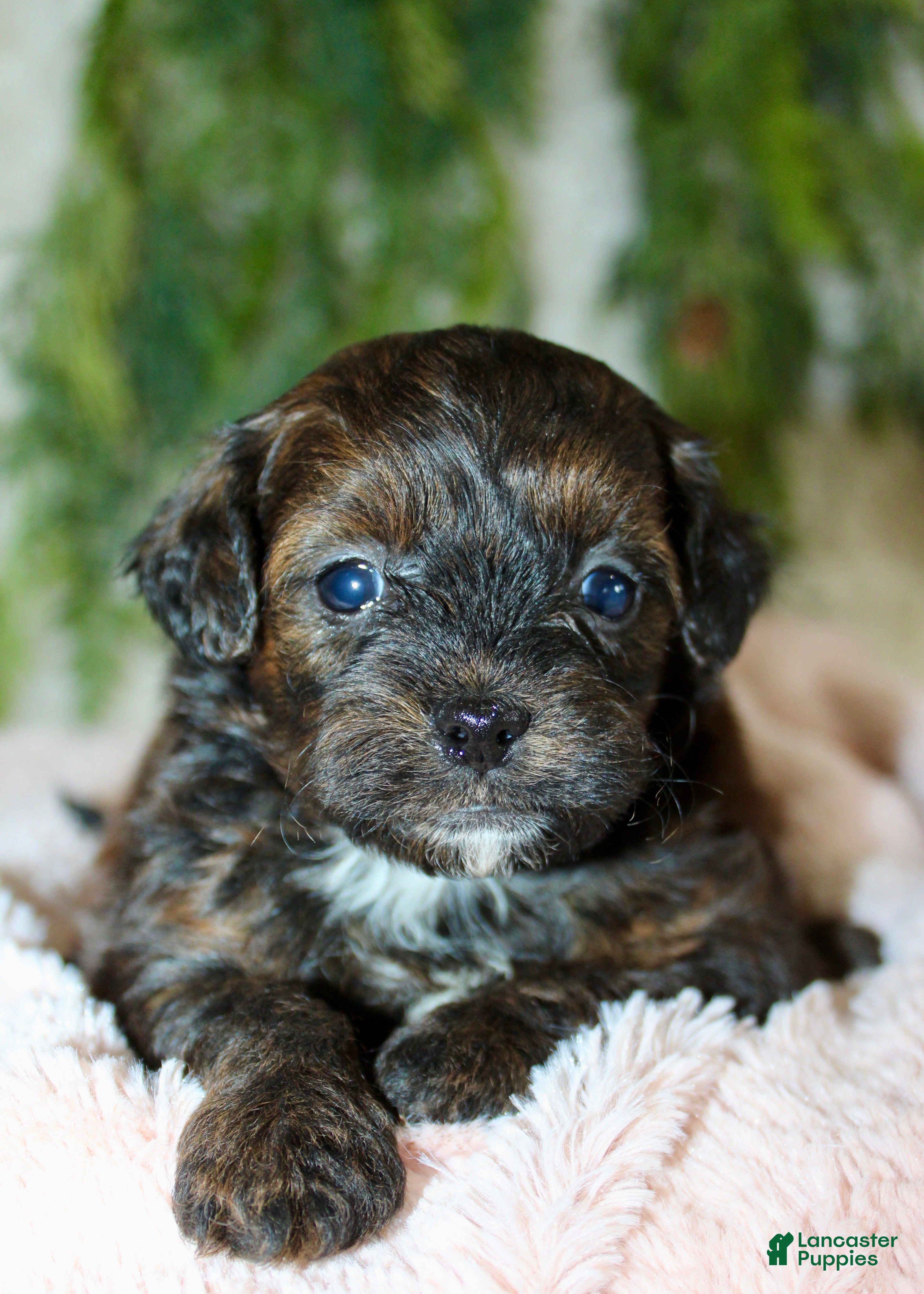 Shihpoo dogs Shihpoo Puppy 6 - Ad 4