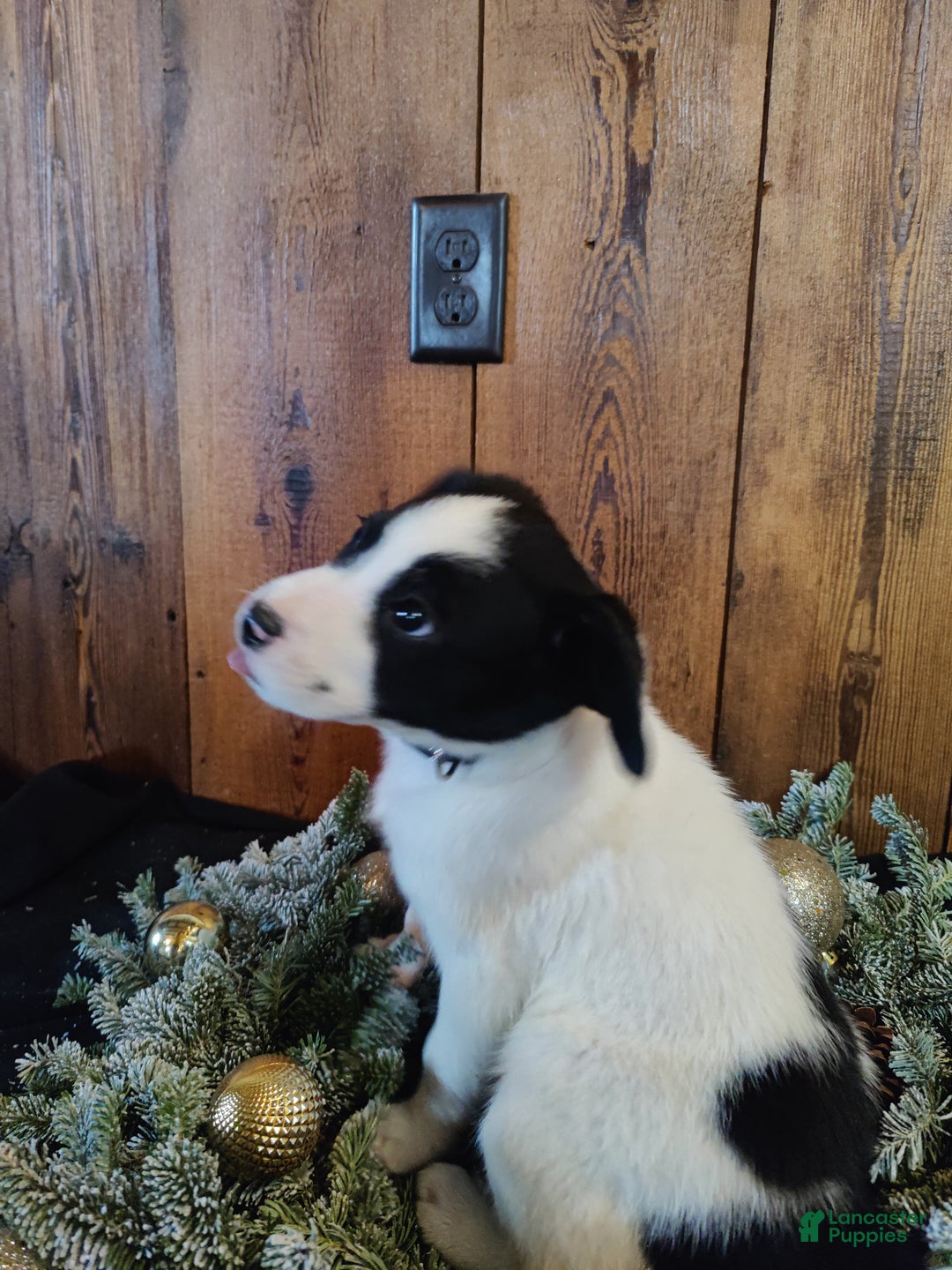 Mixed Breed dogs for sale: Washington  - Ad 2