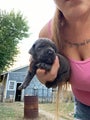 Cane Corso Puppy 8