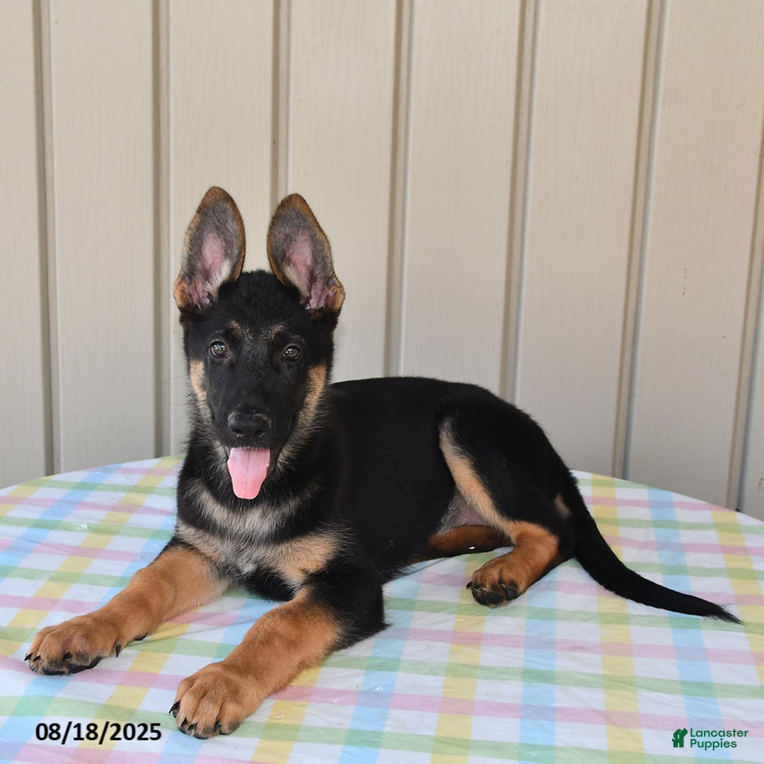 German Shepherd dogs for sale: Kelsey - Ad 19