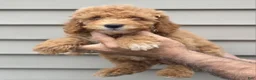 Maltipoo dogs for sale: Chuck - Ad 1