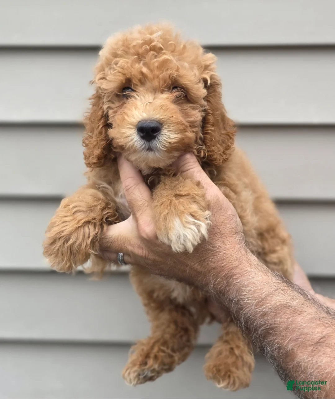 Maltipoo dogs for sale: Chuck - Ad 1