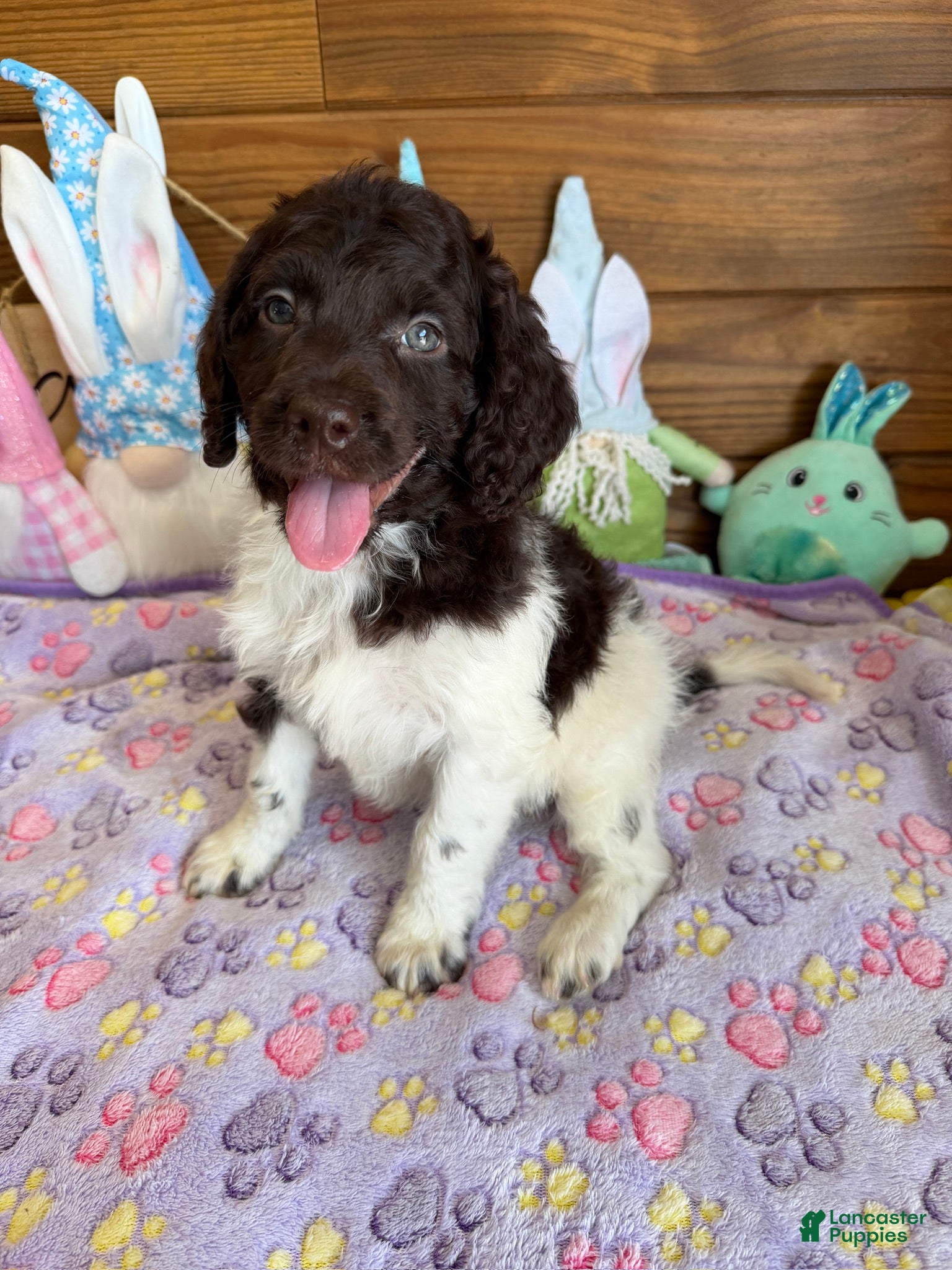 Mini Goldendoodle dogs Maria - Ad 19