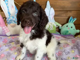 Mini Goldendoodle dogs Maria - Ad 19