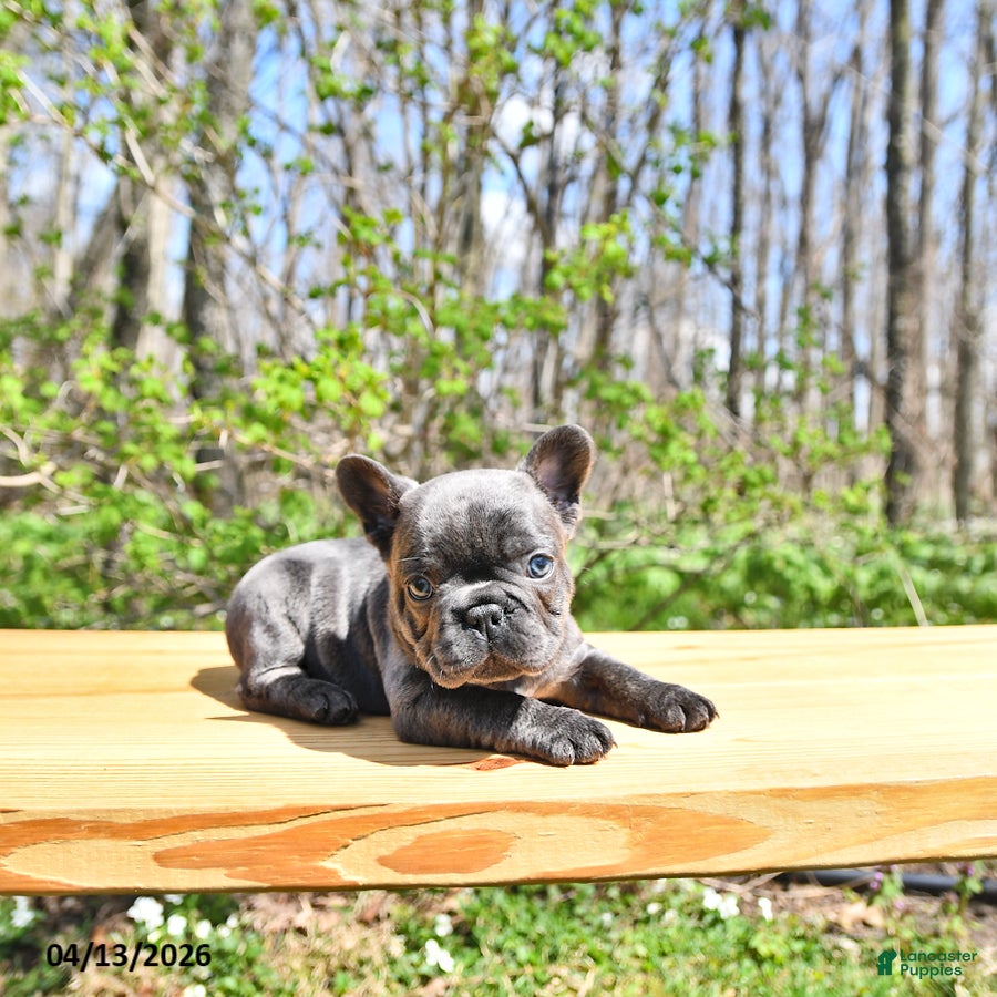 French Bulldog dogs Buddy - Ad 2