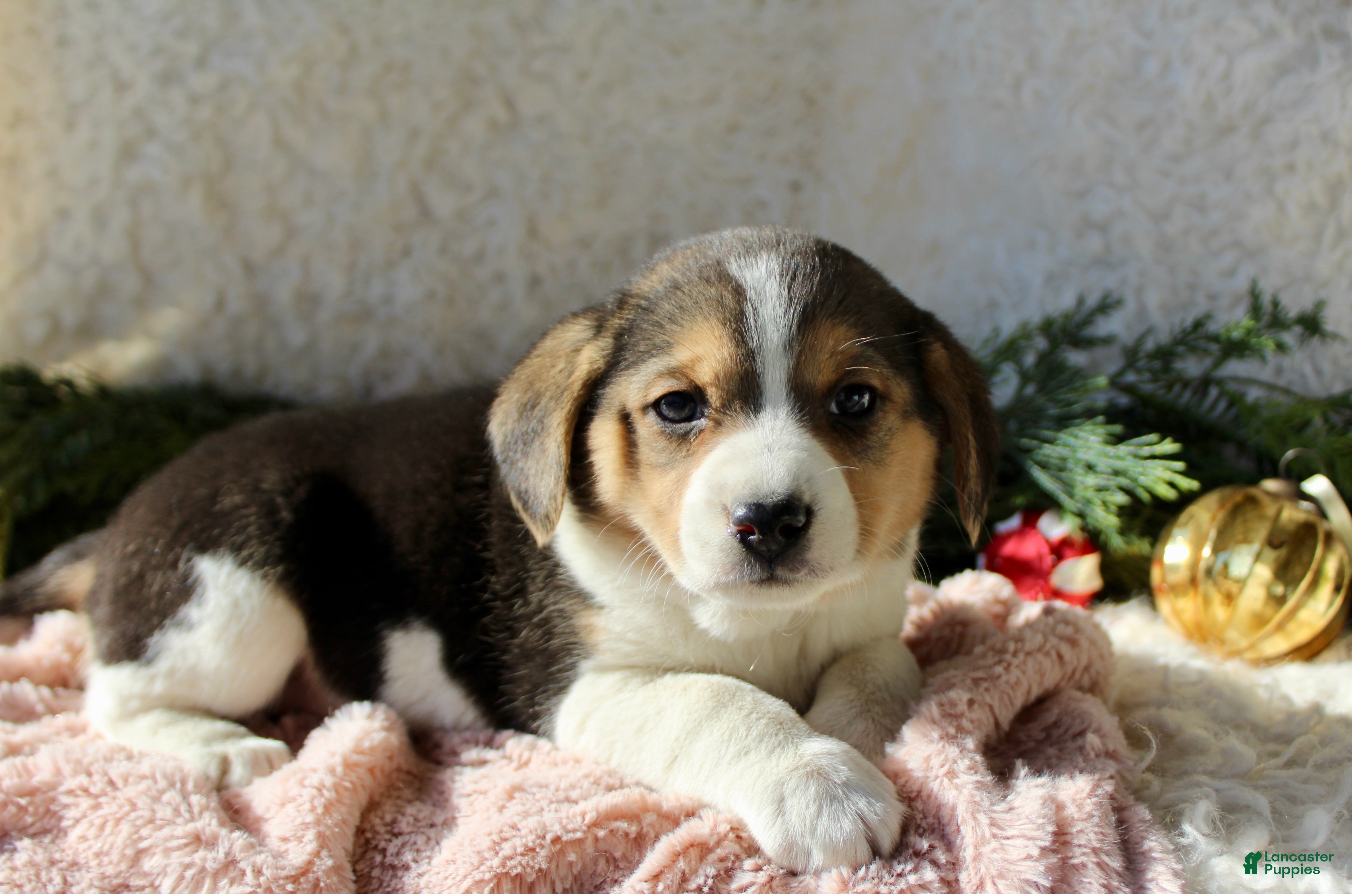 Mixed Breed dogs Stacey  - Ad 33