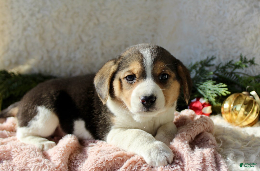 Mixed Breed dogs for sale: Stacey  - Ad 1