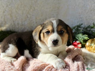 Mixed Breed dogs Stacey - Ad 26