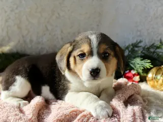 Mixed Breed dogs Stacey - Ad 31