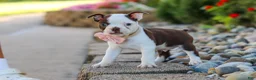 Boston Terrier dogs for sale: Sammy - Ad 3