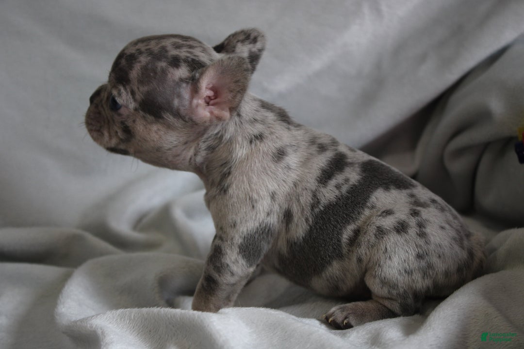 French Bulldog dogs for sale: HANNAH - Ad 2