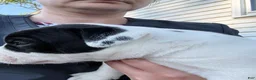 American Bulldog dogs for sale: Grover - Ad 6