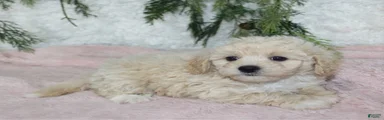 Bichpoo 3