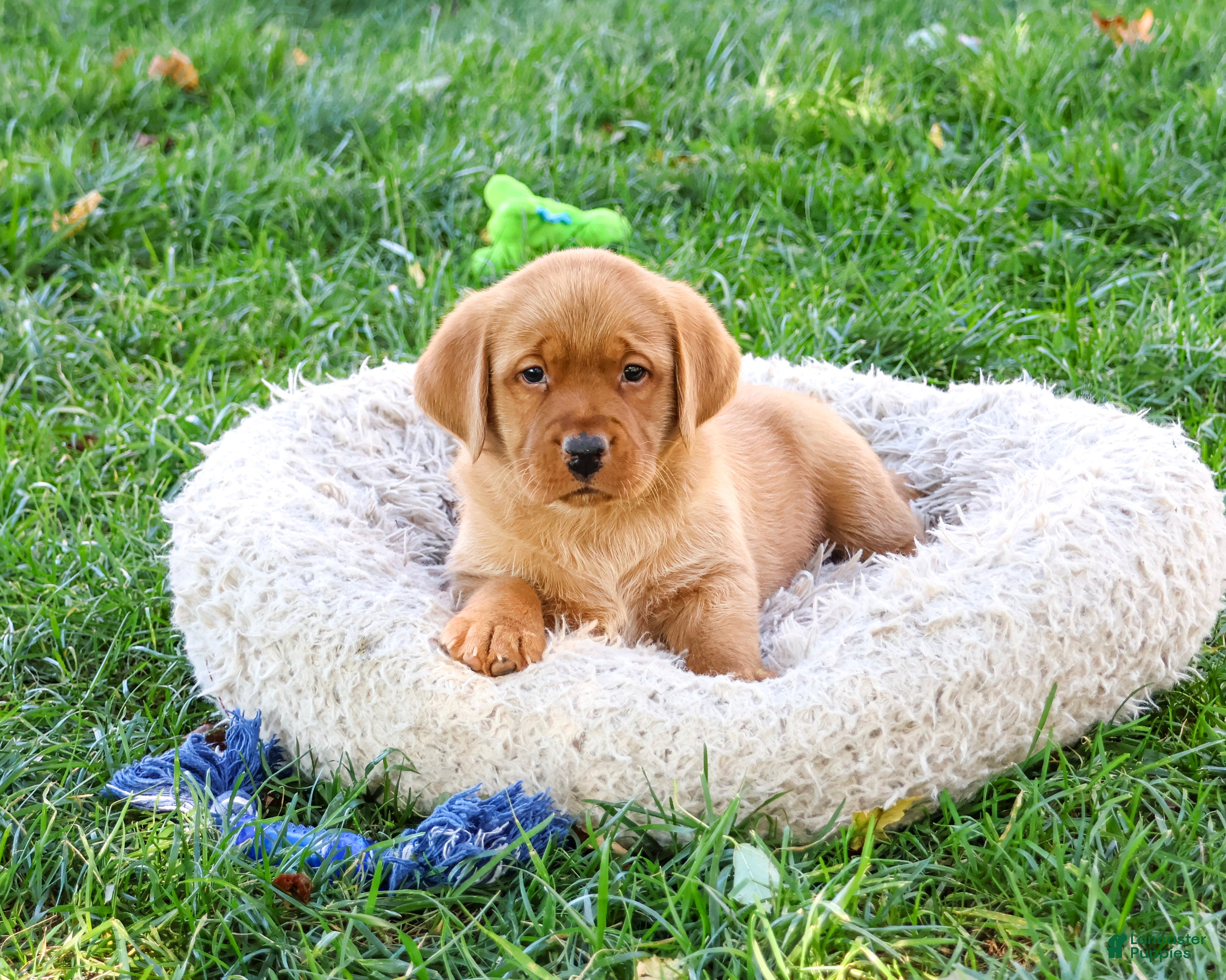 Labrador Retriever dogs for sale: Ricky - Ad 2