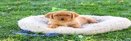 Labrador Retriever dogs for sale: Ricky - Ad 2